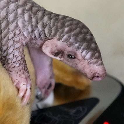 A baby Chinese pangolin is being weighed at the Prague Zoo in Czech Republic. A female baby of Chinese pangolin has been born in the Prague zoo on February 2, 2023, as the first birth of the critically endangered animal on the European continent, and was doing well, the park said. Photo: AP