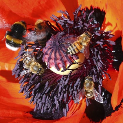 Honey bees and ground bumblebees fly to the flower of a corn poppy to obtain nectar in Berlin on June 7, 2022. The European Union is moving to crack down on imports of cheap, adulterated honey, citing concerns over European food security as well as the livelihoods of European honey producers. Photo: AP
