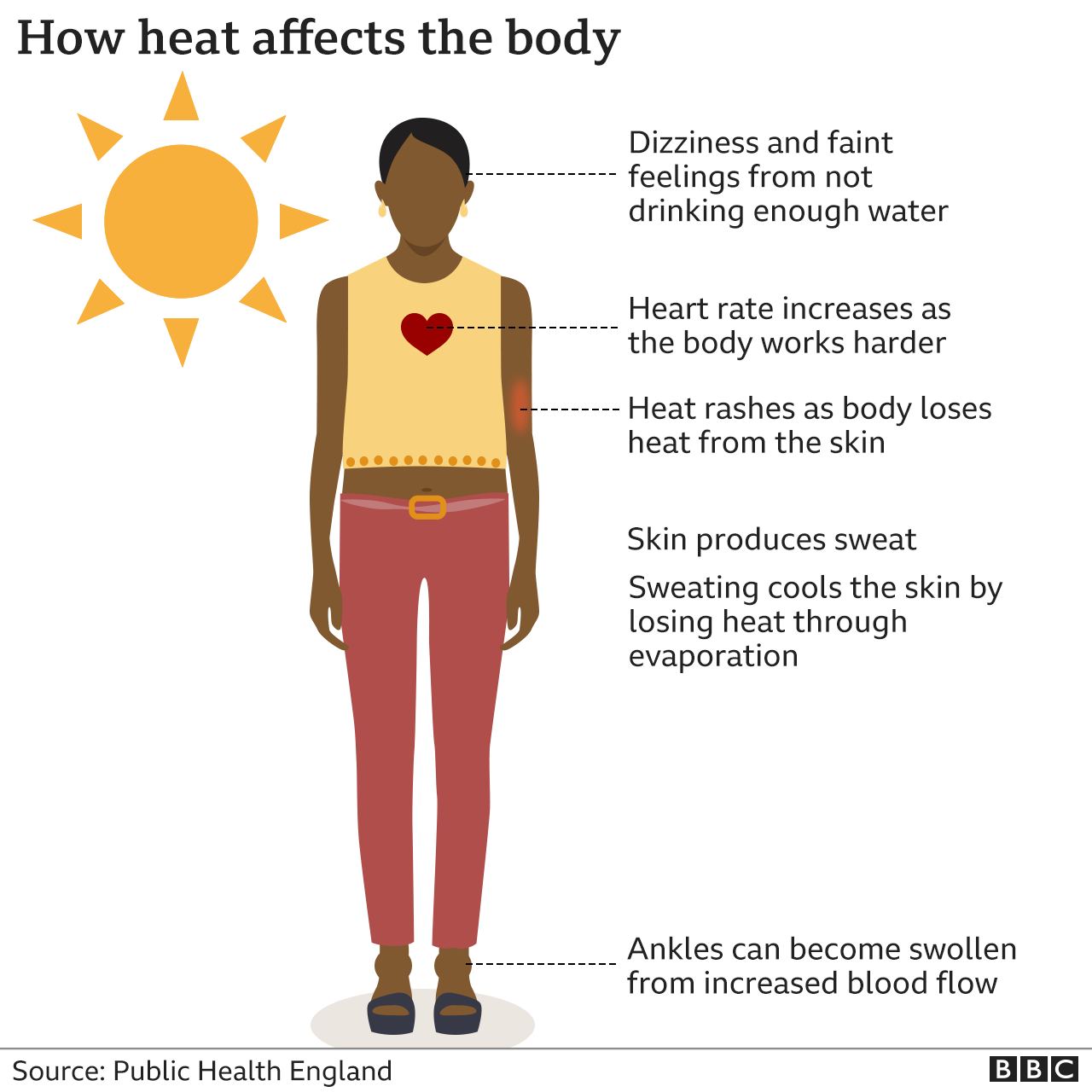 How does heat affect the body?: Fizziness and faint feelings from not enough water; heart rates increases; skin produces sweat; sweating cools the skin by losing heat through evaporation; ankles can become swollen from increased blood flows