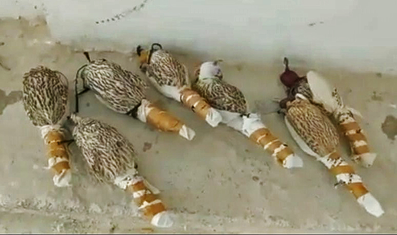 Falcons are hooded, sedated and wrapped before being smuggled out of Syria, as shown in this image from a falcon trapper.
