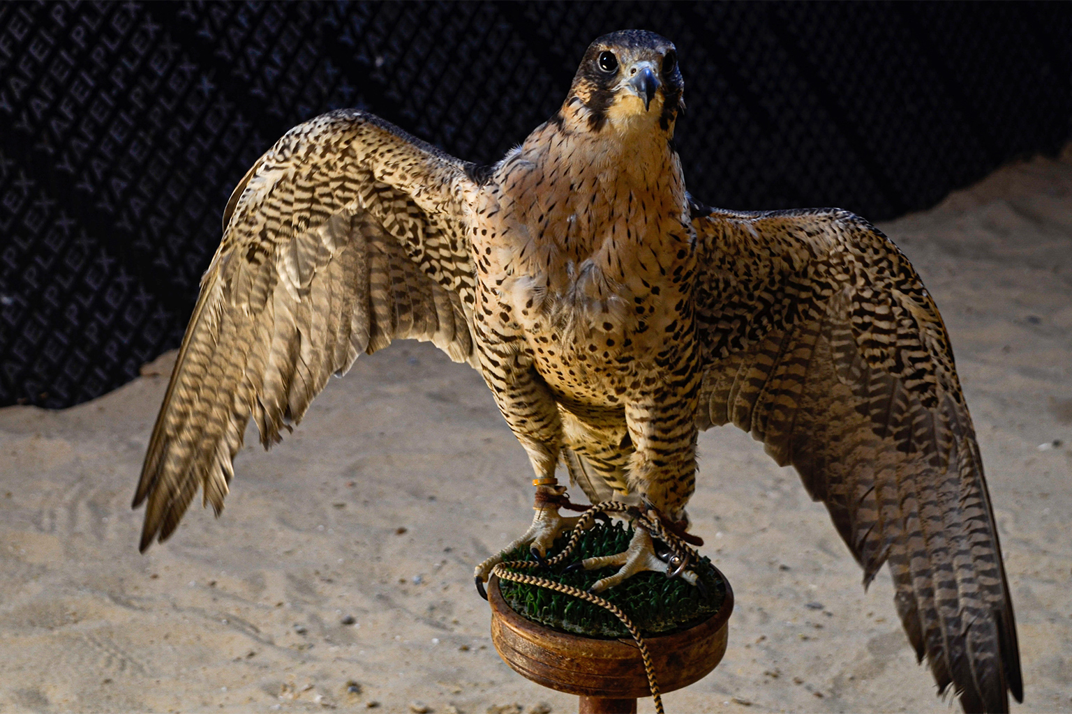 A rescued falcon, likely a peregrine