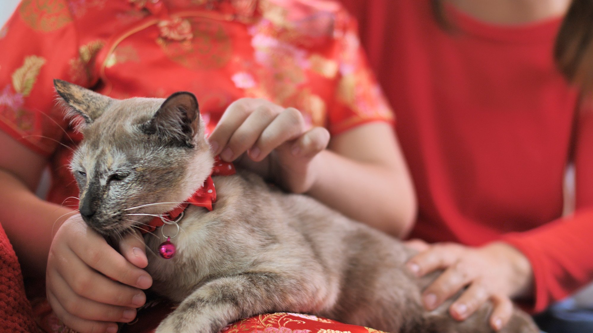 Cat lovers on social media have accused the science teacher of being an animal abuser. Photo: Shutterstock