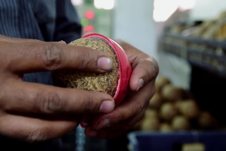 A brown cork ball being placed into one half of an outer cricket ball shell