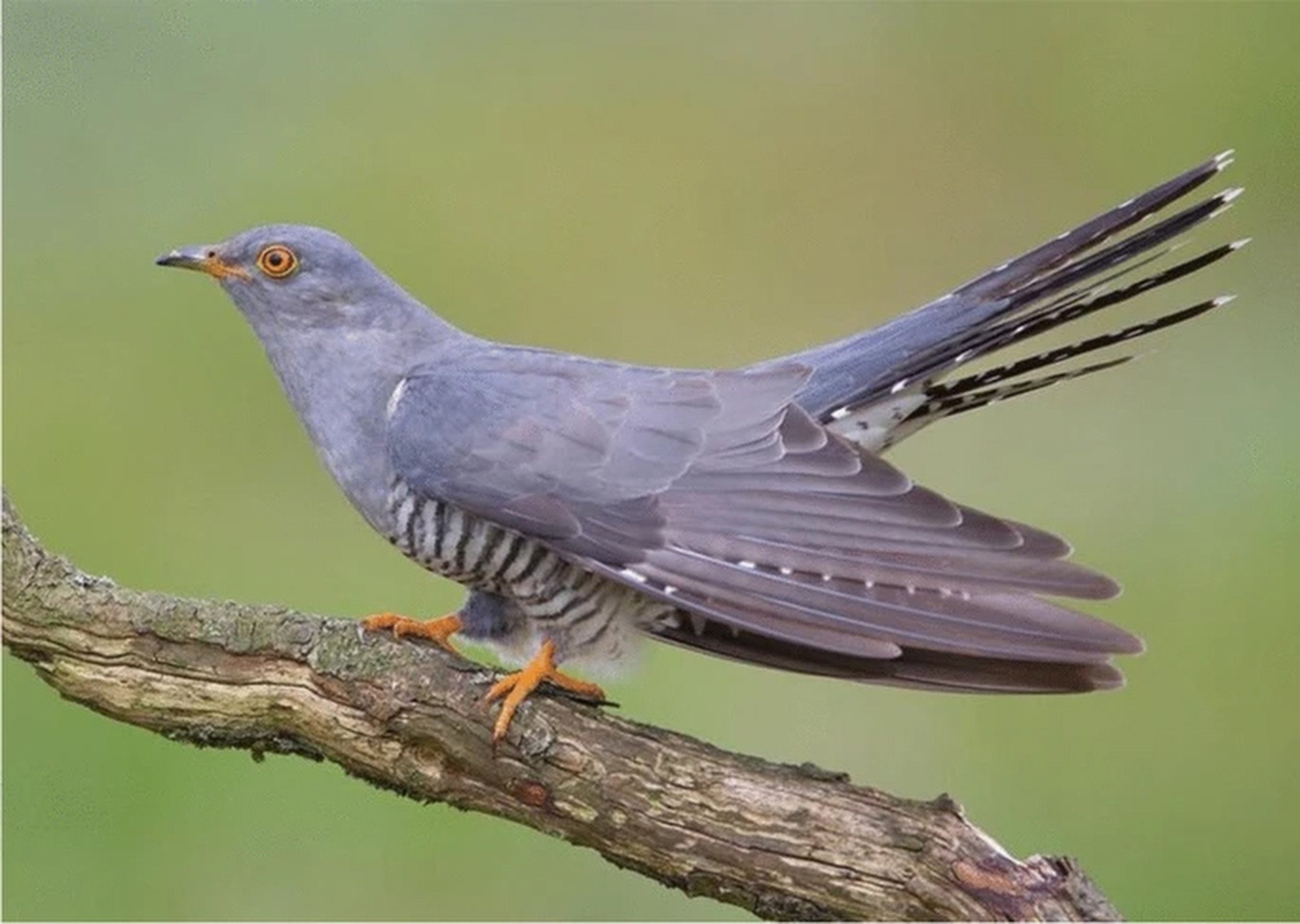 The interpretation that Holme I was designed to trap a cuckoo bird to keep it singing and prolong the summer is a fascinating and creative idea. Photo: Mike McKenzie