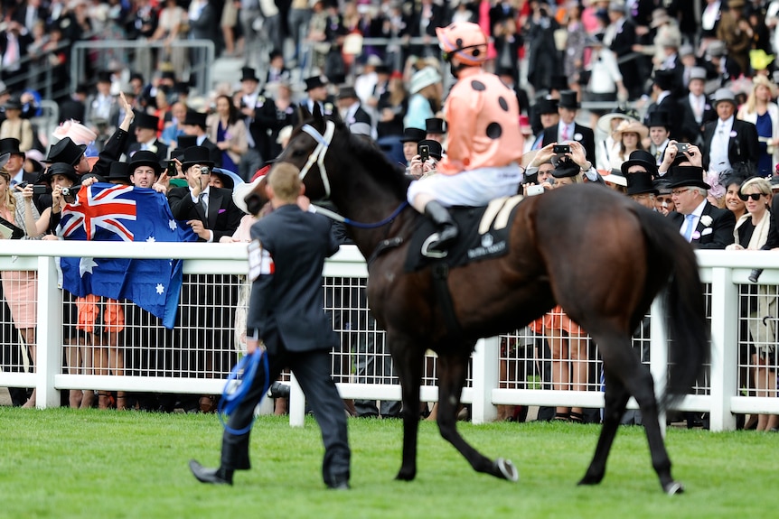 Black Caviar at Ascot
