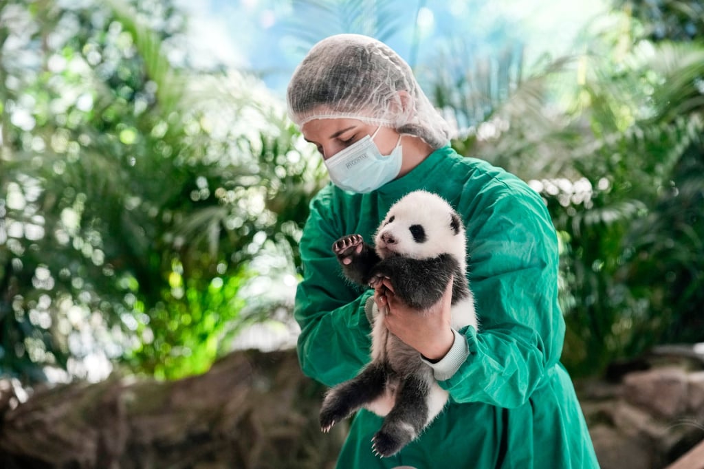 A Berlin zoo employee holds one of the newborn twin panda bear cubs. Photo: AP