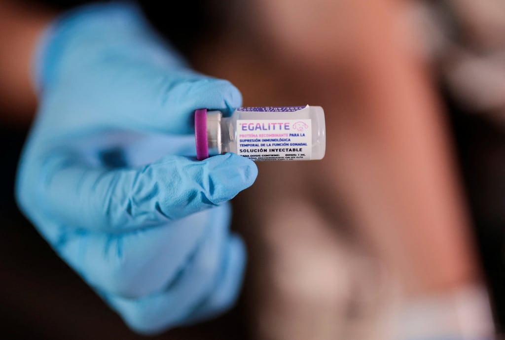 A vet holds the first reversible vaccine for neutering dogs created by Chilean scientists in Santiago on Thursday. Photo: Reuters
