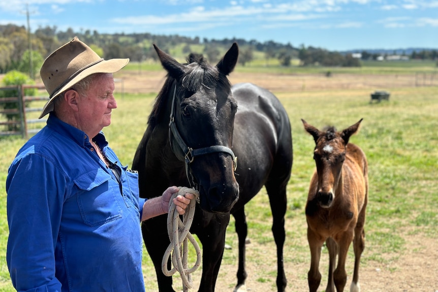 A man in a blue shirt and hat stands with a black horse and bay foal.