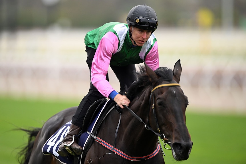 A horse wearing winkers gallops on the track.
