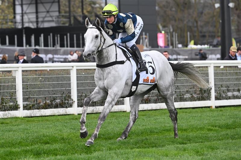 A grey horse canters to the starting barriers.