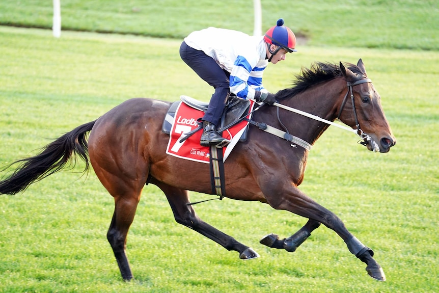 A horse and jockey during a track gallop.