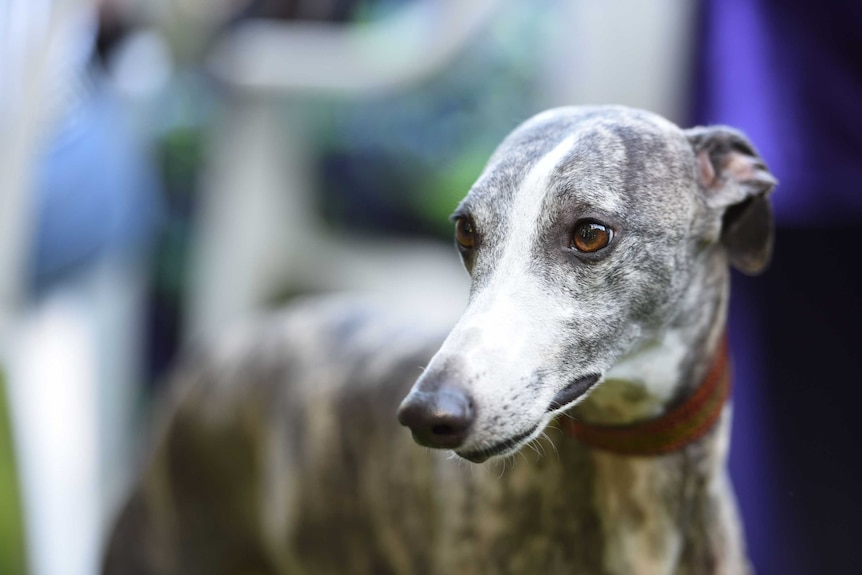 A close up image of the face of a grey and white coloured greyhound dog.