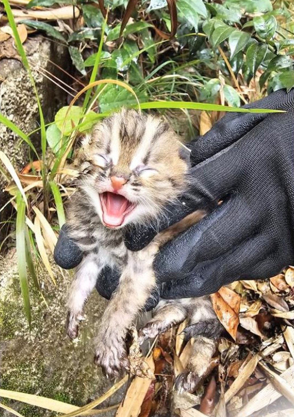 The cat was only a baby when it was discovered by hikers. Photo: Handout The cat was only a baby when it was discovered by hikers. Photo: Handout