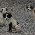 50 Dogs Poisoned in Michoacán: Activists Call for an End to Cruelty