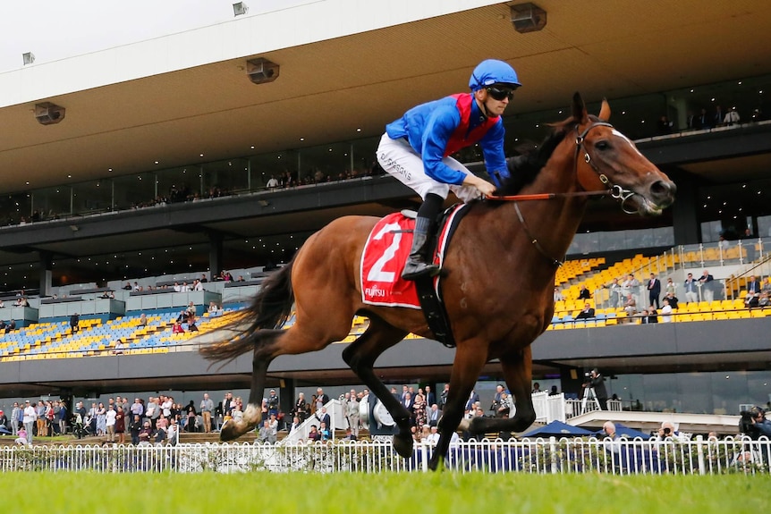 A horse races to the post.