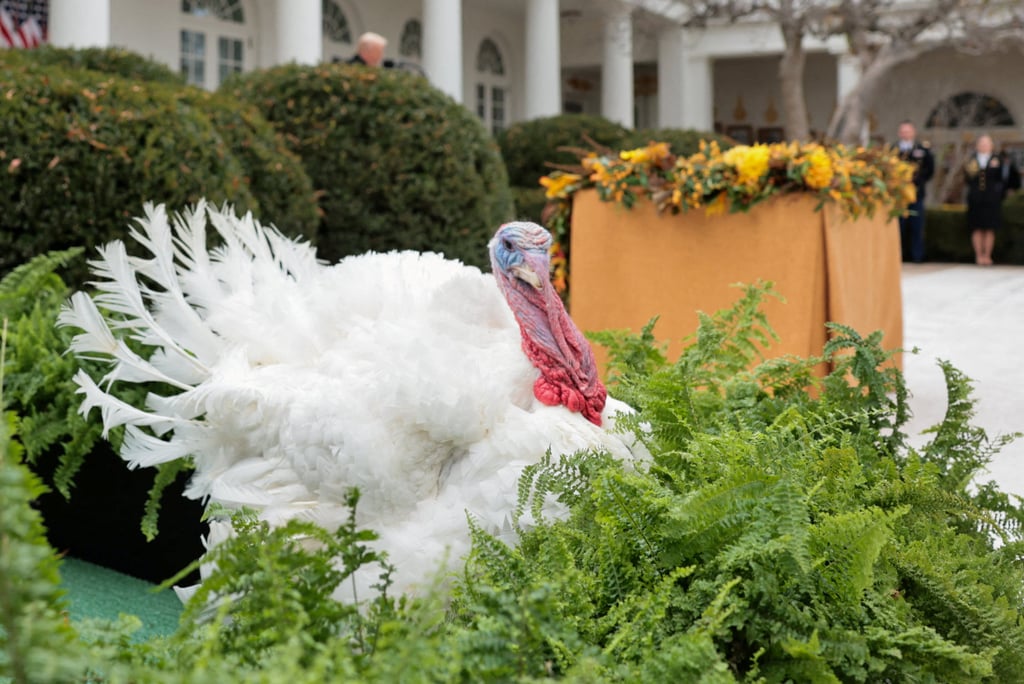 Gobble, one of two turkeys to be ceremonially pardoned for Thanksgiving, stands in the Rose Garden at the White House on Tuesday. Photo: Reuters Gobble, one of two turkeys to be ceremonially pardoned for Thanksgiving, stands in the Rose Garden at the White House on Tuesday. Photo: Reuters