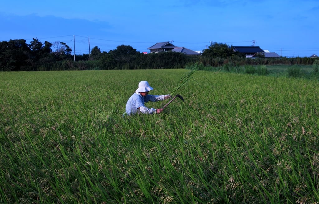 A Japanese farmer works in a rice field in Chiba. Photo: AFP A Japanese farmer works in a rice field in Chiba. Photo: AFP
