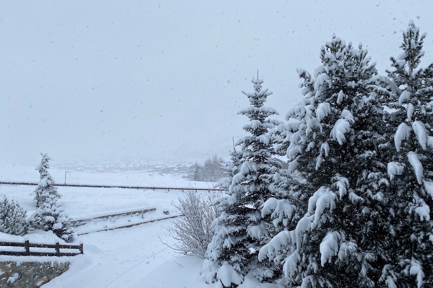 A misty, snowy scene with rows of pine trees.