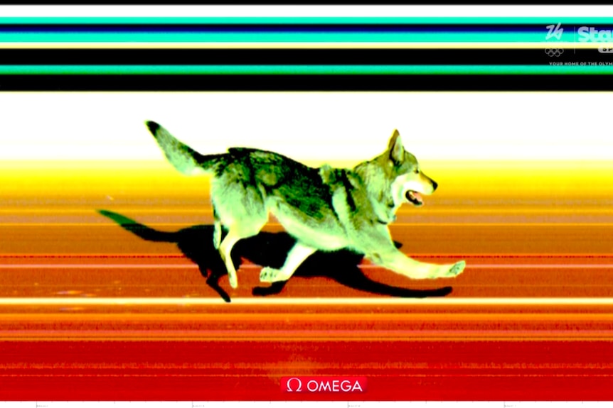 A photo finish image of a dog crossing the finish line in the cross-country skiing at the Winter Olympics.