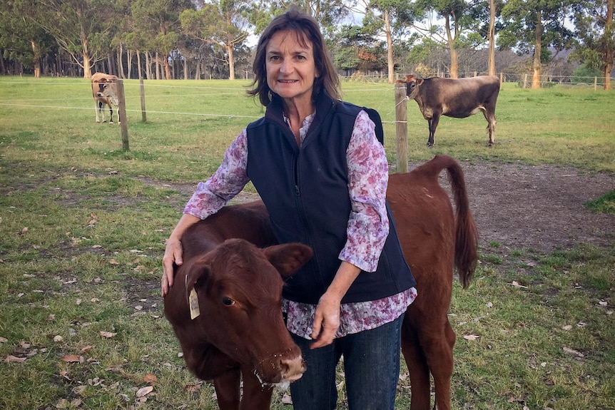 A woman wearing a blue vest stands with a short, brown calf.