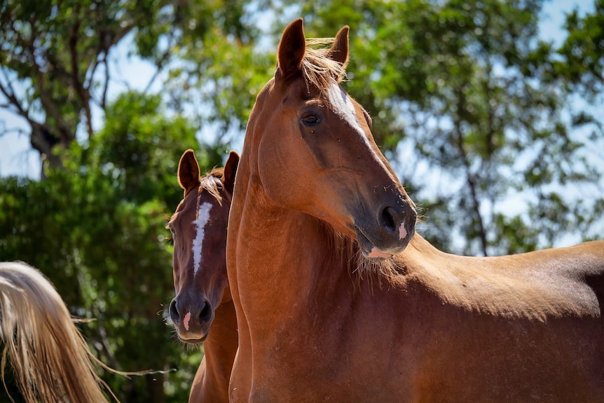 A chestnut horse