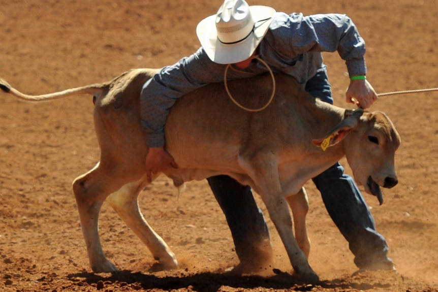 A calf has its mouth open while being roped.