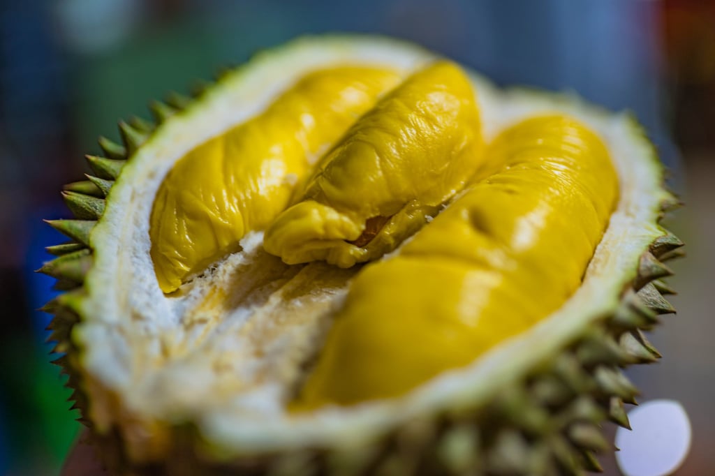 Musang King is Malaysia’s best-known premium durian variety. Photo: Shutterstock
