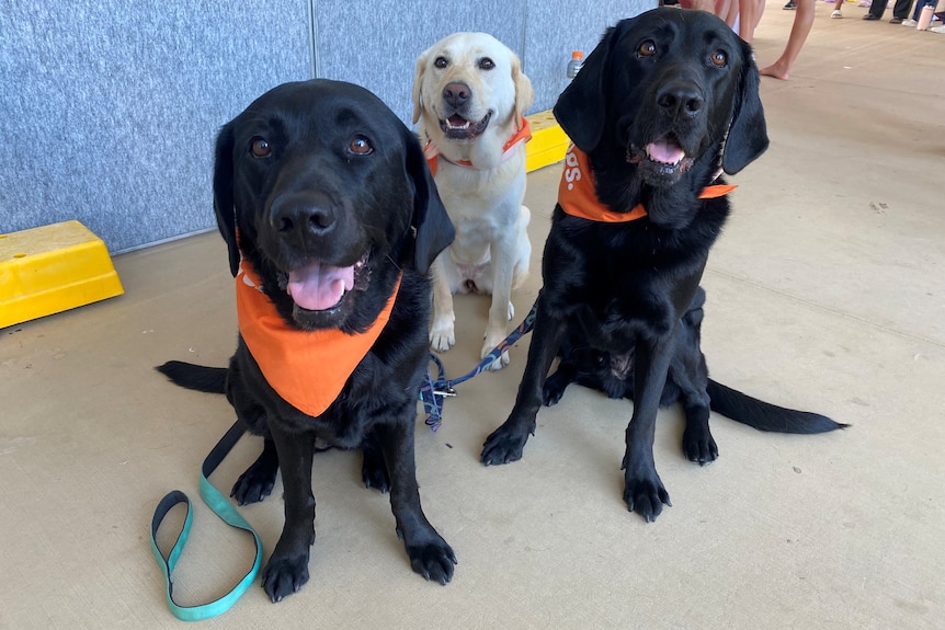 Three dogs sit and look at the camera.