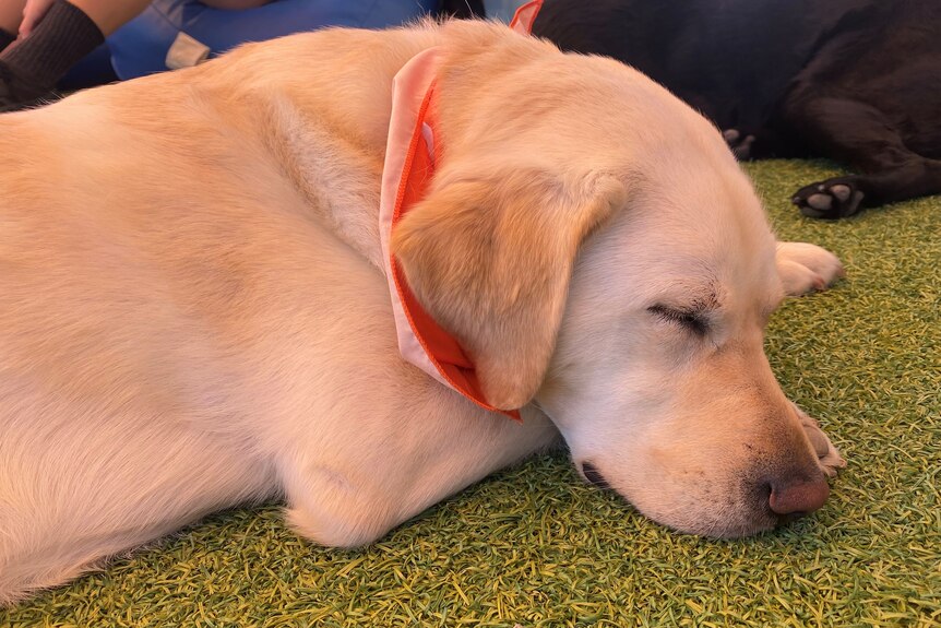A golden retriever sleeps