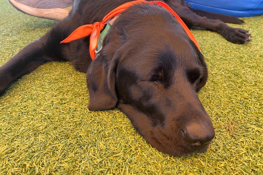 A chocolate retriever sleeps