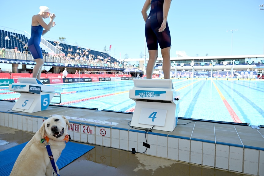A golden retriever dog stands behind the blocks