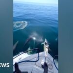 Angler’s surprise encounter with pod of dolphins off Welsh coast