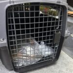 Hong Kong police investigate suspected cat mutilation and poisoning