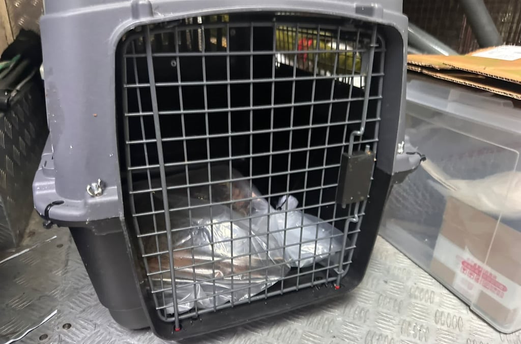 The cat was rushed to a pet clinic, where it later died. Photo: Handout