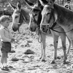 ‘It’ll be really sad if they disappear’ – Are seaside donkey rides doomed?