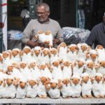West Bank settlers steal Palestinian family’s sheep herd ahead of Eid festival