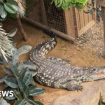 Boy, 3, hurt at zoo was attacked by a crocodile, BBC understands