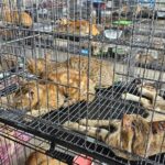 Cats rescued from slaughter in Vietnam spotlight enduring pet meat trade
