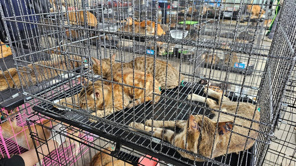 Cats seized by police in Ho Chi Minh City, Vietnam, on Monday. Photo: Humane World for Animals Viet Nam Cats seized by police in Ho Chi Minh City, Vietnam, on Monday. Photo: Humane World for Animals Viet Nam
