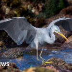 Hundreds of twitchers flock to see African bird in UK for first time
