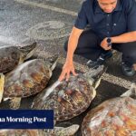 Indonesian police foil turtle-smuggling ring in Bali, rescue 21 live animals