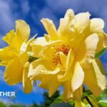 Temperatures to drop this week but relief from heat may be short-lived
