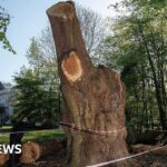 Toby Carvery and council make peace in legal battle over felled 500-year-old oak tree