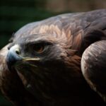 Wyoming’s Golden Eagles Now Facing Extinction Risk From Wind Farms