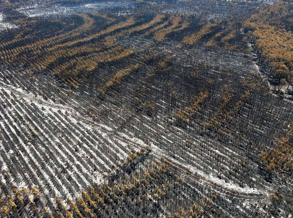 A drone view shows burnt trees in a forest affected by a wildfire, in Biscarrosse, Landes department, amid drought conditions, a new heatwave warning, and water shortages across much of France, on Tuesday. Photo: Reuters