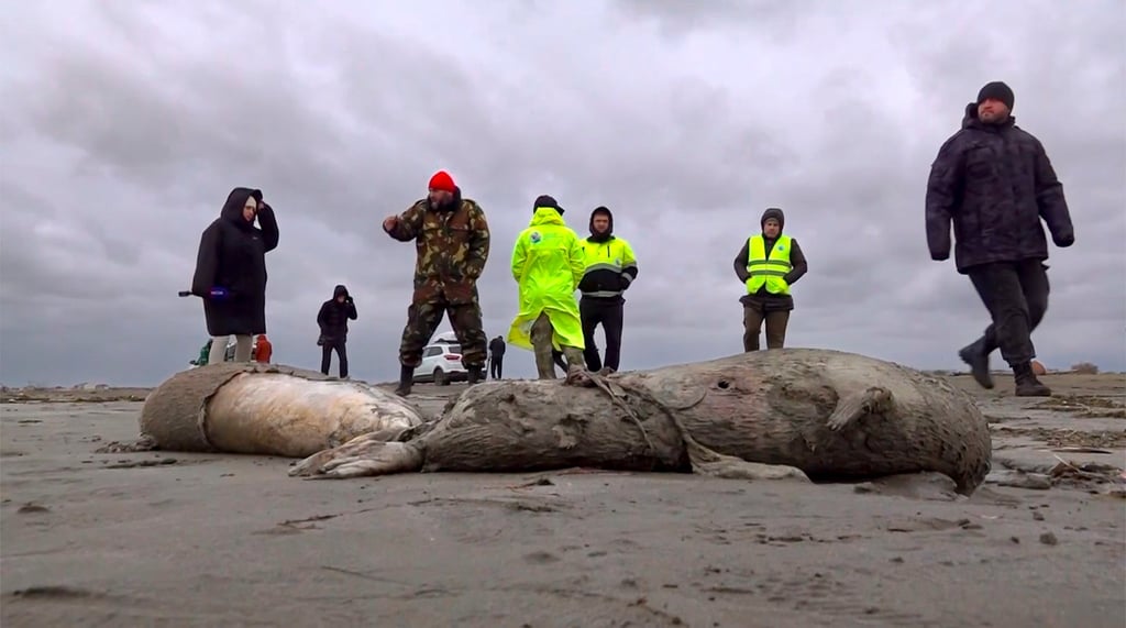 Journalists and environmental investigators inspect the bodies of dead seals on the shore of the Caspian Sea in 2022, when 700 endangered seals were found dead as a result of water level decline due to climate change. Photo: AP