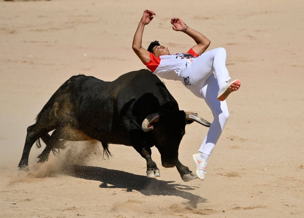 A “recortador” (bull leaper) performs with a bull in the Plaza de Toros bullring during the San Fermin festival in Pamplona on Saturday. Photo: AFP A “recortador” (bull leaper) performs with a bull in the Plaza de Toros bullring during the San Fermin festival in Pamplona on Saturday. Photo: AFP