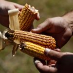 The Ethanol Industry Is Starting to Hedge Its Political Bets
