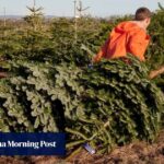 The loudest voices in US-China trade talks? Christmas tree growers