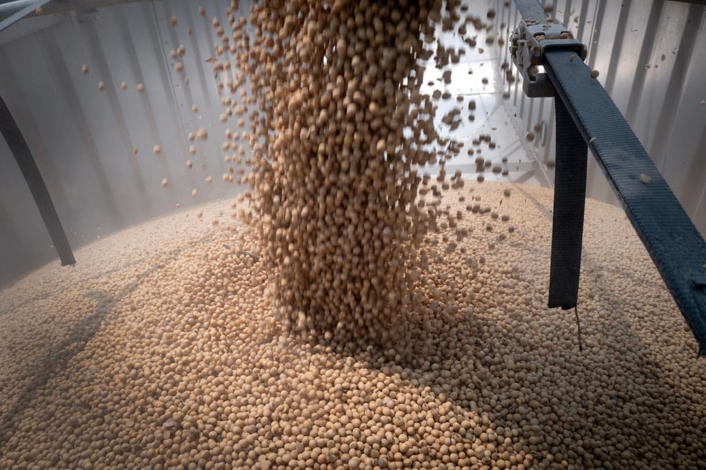 Soybeans are loaded into a truck in Dwight, Illinois, in August 2025. Photo: TNS Soybeans are loaded into a truck in Dwight, Illinois, in August 2025. Photo: TNS